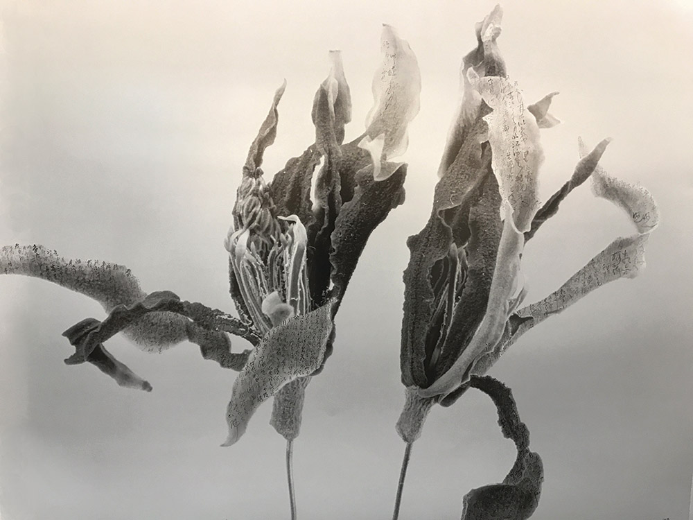 Chu Chu儲楚,Gardenia-Forever白蘭花-永,2011-2017,紙上攝影,書法,墨Photography,calligraphy & Chinese ink on paper,115x150cm