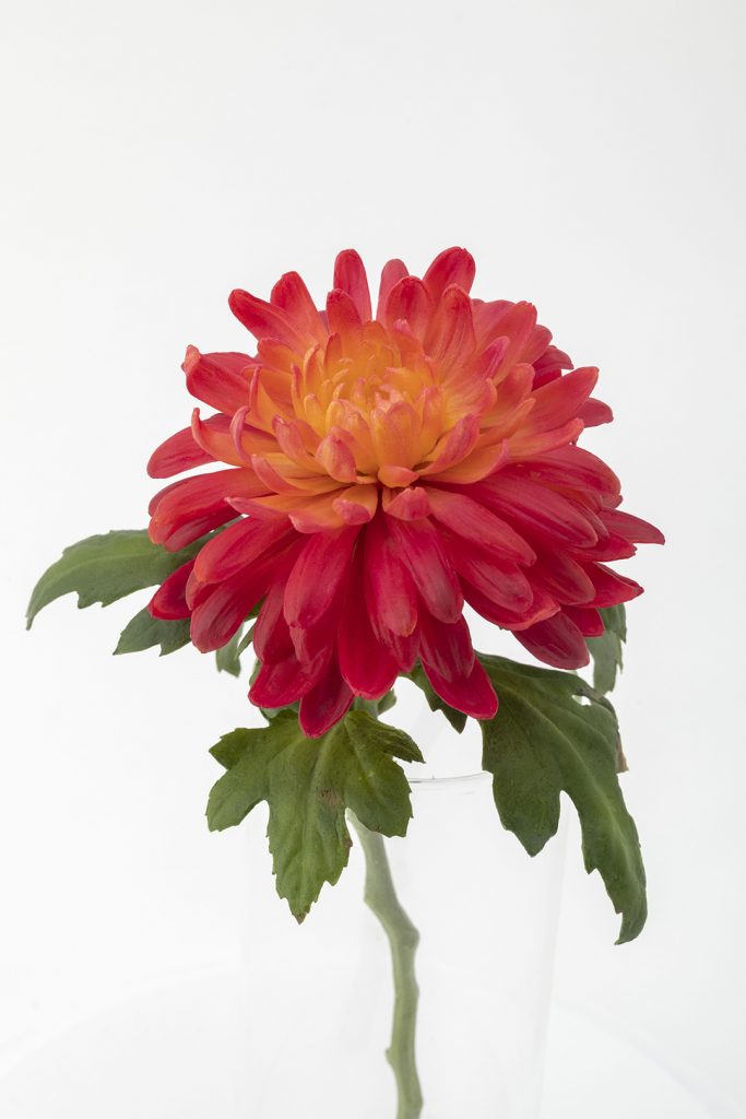 Annette Marie Townsend_Autumn (Chrysanthemum)_24 x 13 x 14cm_2023_karinwebergallery_detail_web